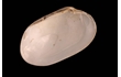 Enlarge image of Bivalve Mollusc