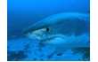 Enlarge image of White Shark
