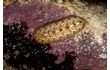 Enlarge image of Chiton