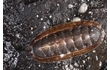 Enlarge image of Chiton