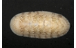 Enlarge image of Chiton