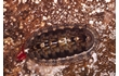 Enlarge image of Chiton