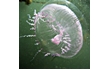 Enlarge image of Jellyfish