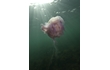 Enlarge image of Lion's Mane Jellyfish