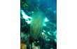 Enlarge image of Comb Jelly