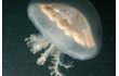 Enlarge image of Haekel's Jellyfish