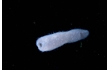 Enlarge image of Salp