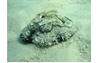 Enlarge image of Sand Dollar