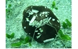 Enlarge image of Sand Dollar