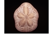 Enlarge image of Sand Dollar