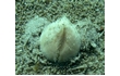 Enlarge image of Heart Urchin