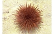 Enlarge image of Sea Urchin