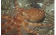 Enlarge image of Southern White-spot Octopus