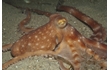 Enlarge image of Southern White-spot Octopus