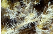 Enlarge image of Hydroid