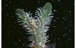 Enlarge image of Hydroid