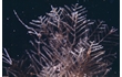 Enlarge image of Hydroid