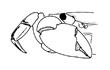 Enlarge image of Four-toothed Shore Crab