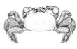 Enlarge image of Six-legged Crab