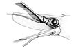 Enlarge image of Blade-fronted Shrimp