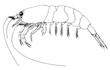 Enlarge image of Sydney Comb Shrimp