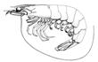 Enlarge image of King Prawn