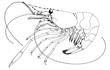 Enlarge image of Red-handed Shrimp