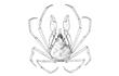 Enlarge image of Tuberculate Pear Crab