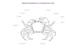 Enlarge image of Three-pronged Sea Spider