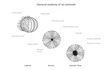 Enlarge image of Sea Urchin