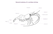 Enlarge image of Snapping Shrimp