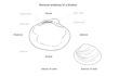 Enlarge image of Boring Venus Shell