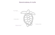 Enlarge image of Leatherback Turtle