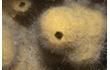 Enlarge image of Sponge