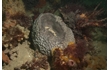 Enlarge image of Sponge