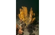 Enlarge image of Sponge