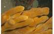 Enlarge image of Sponge