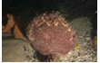 Enlarge image of Sponge