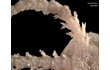 Enlarge image of Brittle Star