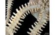 Enlarge image of Brittle Star