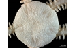 Enlarge image of Brittle Star