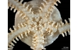 Enlarge image of Brittle Star