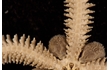 Enlarge image of Brittle Star