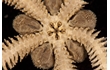 Enlarge image of Brittle Star