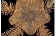 Enlarge image of Brittle Star