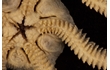 Enlarge image of Brittle Star