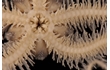 Enlarge image of Brittle Star