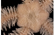 Enlarge image of Brittle Star