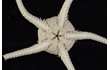Enlarge image of Brittle Star