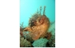 Enlarge image of Tasselled Anglerfish